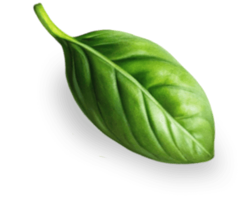 Vector